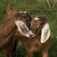 The Barnyard Girls Boutique logo
