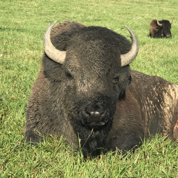 WILD WINDS BUFFALO PRESERVE logo